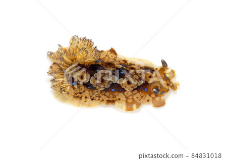 Miyako Nudibranch white background 84831018