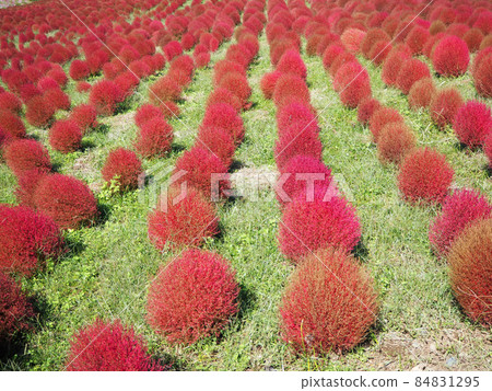 Kokia which turned red leaves in red 84831295