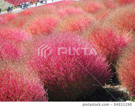 Kokia which turned red leaves in red Kokia which turned red leaves in red 84831298