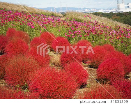 Kokia which turned red leaves in red Kokia which turned red leaves in red 84831299