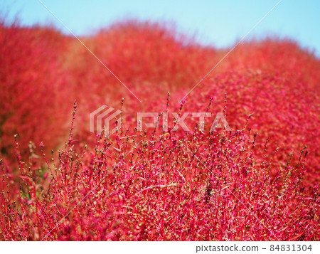 Kokia which turned red leaves in red 84831304