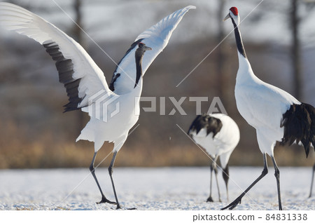 起重機的跳舞（北海道，Tsurui） 84831338