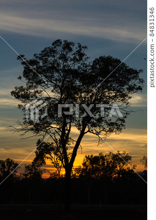 Dusk sky and tree silhouette in the suburbs of Darwin, Australia 84831346