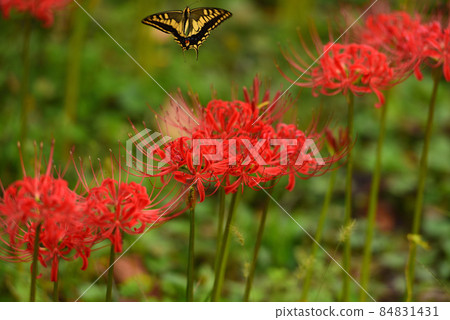 Cluster amaryllis and swallowtail butterfly Cluster amaryllis and swallowtail butterfly 84831431