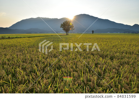 Rice ears and Haza tree 84831599