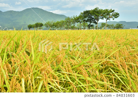Rice ears and Haza tree 84831603