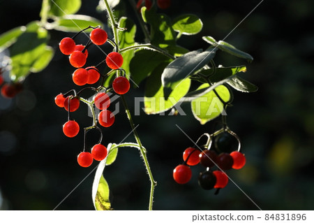 天然植物Solanum lyratum，一種在冬季脫穎而出的植物。紅果在冬枯山水中栩栩如生 84831896
