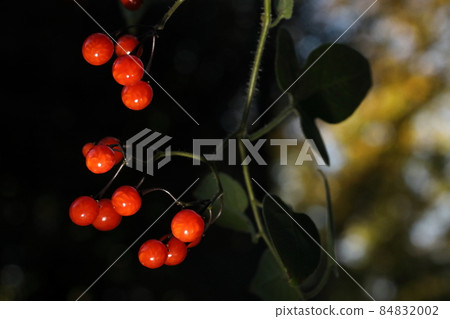 天然植物Solanum lyratum,一種含有茄鹼的有毒植物,但似乎是一種生藥 天然植物Solanum lyratum,一種含有茄鹼的有毒植物,但似乎是一種生藥 84832002