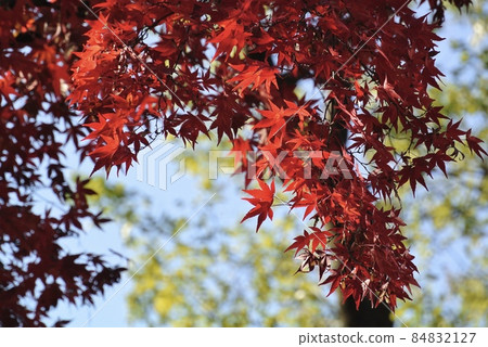 紅色的 84832127