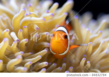 小丑魚和海葵共生 小丑魚和海葵共生 84832784