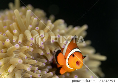 Clownfish and sea anemone symbiosis Clownfish and sea anemone symbiosis 84832794
