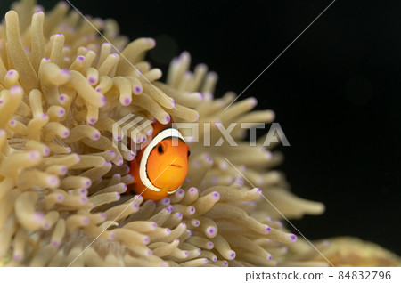 Clownfish and sea anemone symbiosis Clownfish and sea anemone symbiosis 84832796