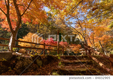 Autumn Akasawa Natural Recreation Forest and surrounding scenery 84832905