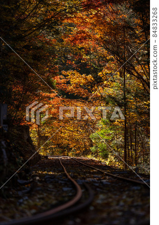 秋天的赤澤自然休養林及周邊景色 秋天的赤澤自然休養林及周邊景色 84833268