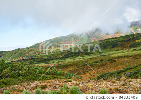Autumn leaves of Mt. Asahidake, Hokkaido Autumn leaves of Mt. Asahidake, Hokkaido 84833409