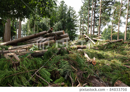 Forestry logging site Forestry logging site 84833708