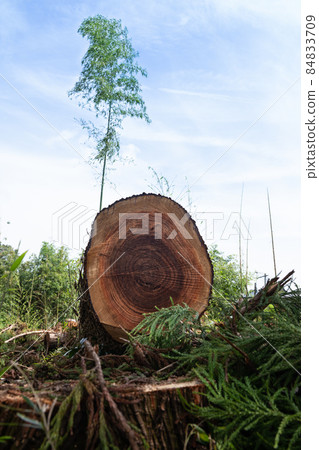 Forestry logging site 84833709