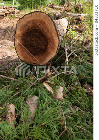 Forestry logging site Forestry logging site 84833710