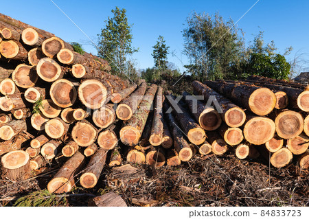 林業採伐場堆場 84833723