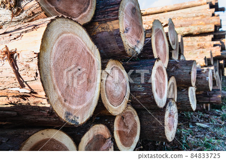 林業採伐場堆場 84833725
