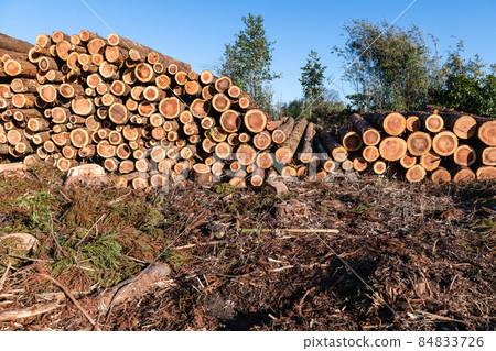 林業採伐場堆場 84833726