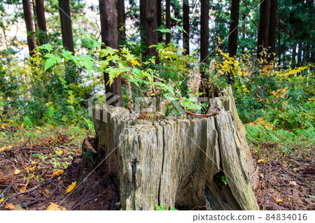 岩手縣平泉世界文化遺產中尊寺月見坂樹樁鍋 岩手縣平泉世界文化遺產中尊寺月見坂樹樁鍋 84834016