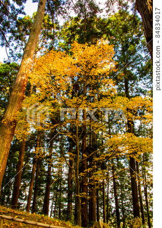 秋天，秋葉，楓樹，世界文化遺產，世界遺產，文化遺產，聯合國教科文組織，中尊寺，比叡山，延歷寺，自覺大師，延仁 84834017