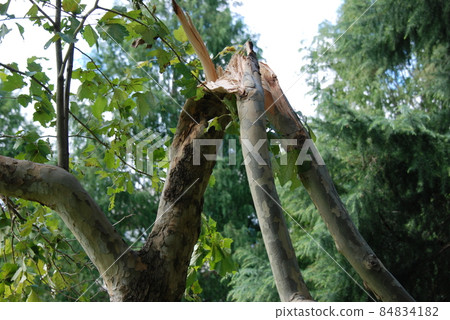 Typhoon claws 84834182