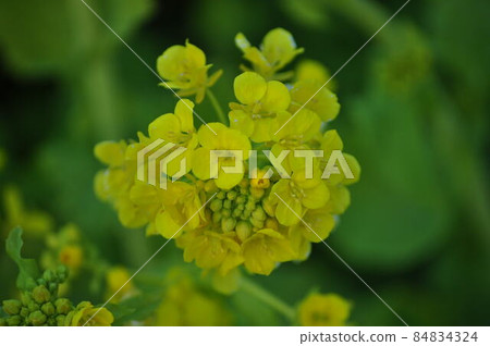 Rape blossoms 84834324