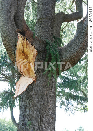 Typhoon claws 84834334