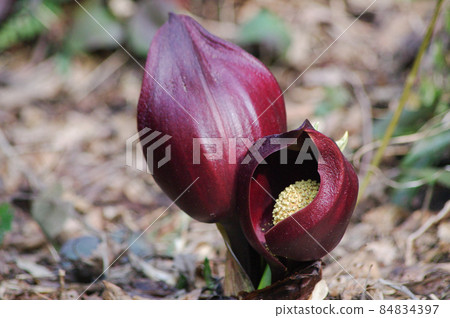 Zazen grass 84834397