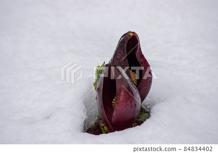 Zazen grass Zazen grass 84834402