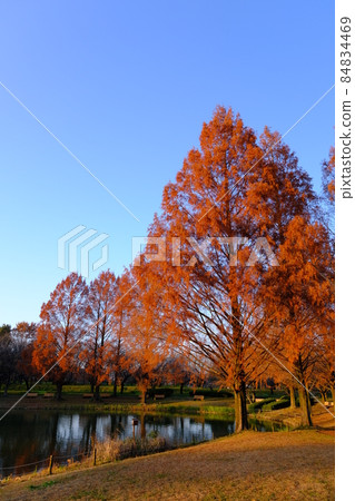 水上公園水杉的秋日被夕陽染紅 84834469