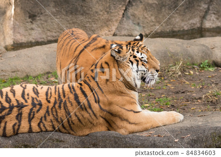 Parent and child of Amur tiger cheeking 84834603