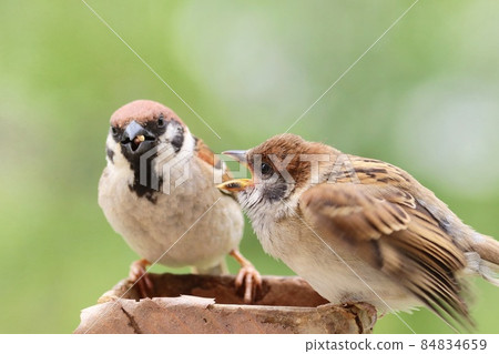 Parent and child of sparrows, thicket background, close-up, fledging chicks, begging for food Parent and child of sparrows, thicket background, close-up, fledging chicks, begging for food 84834659