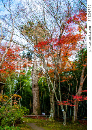 岩手縣平泉世界文化遺產中尊寺大長院巨樹天然紀念物樅樹 岩手縣平泉世界文化遺產中尊寺大長院巨樹天然紀念物樅樹 84834762