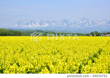 Biei Spring Tokachi Mountain Range with Remaining Snow Rape Fields and Tokachi Mountain Range Northern Spring Northern Country Image Biei Spring Tokachi Mountain Range with Remaining Snow Rape Fields and Tokachi Mountain Range Northern Spring Northern Country Image 84834782