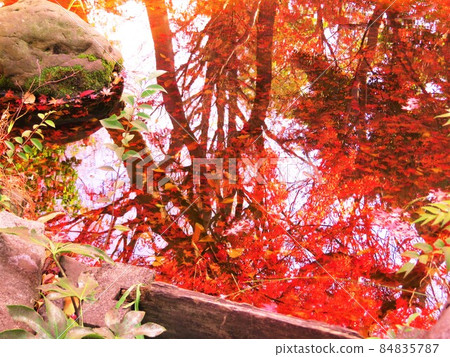Soho Park, Ota-ku, Tokyo Autumn leaves reflected on the surface of the water 84835787