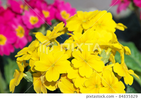 報春花黃色花 報春花黃色花 84835829