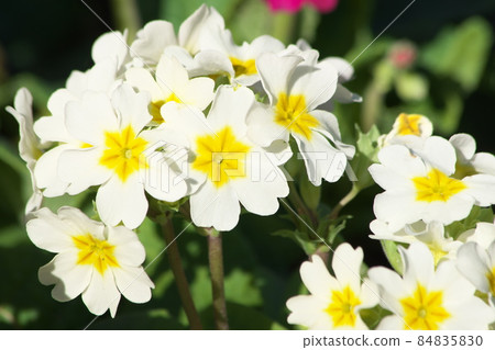 報春花白花 報春花白花 84835830