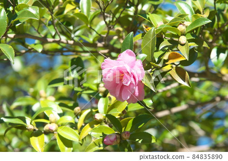 Sasanqua pink flowers [green background] 84835890