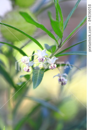 Balloon milkweed (fusentowata) small white flower 84836058