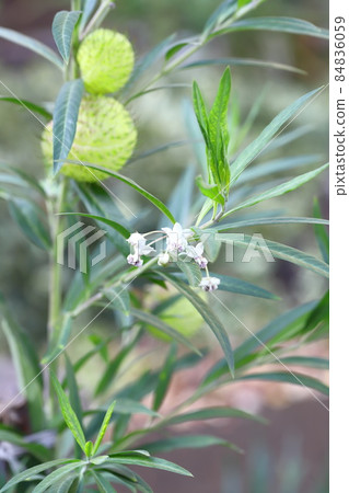 Balloon milkweed (fusentowata) small white flower 84836059