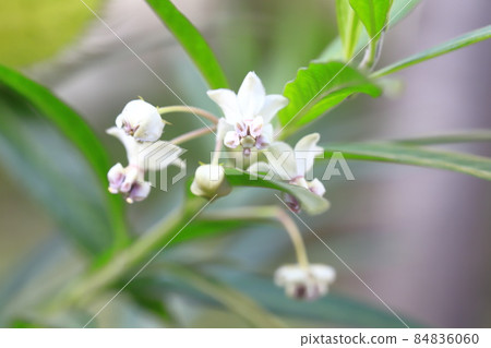 Balloon milkweed (fusentowata) small white flower 84836060