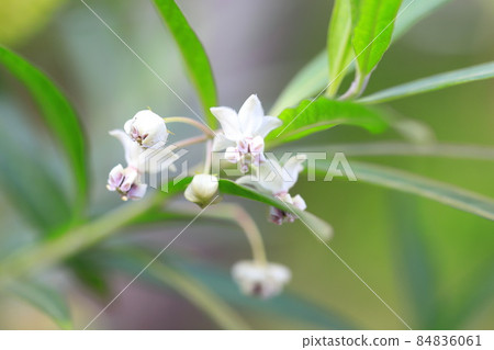 Balloon milkweed (fusentowata) small white flower 84836061