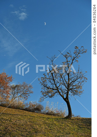 Daytime Moon and Tree << Sagamihara City >> Daytime Moon and Tree << Sagamihara City >> 84836264