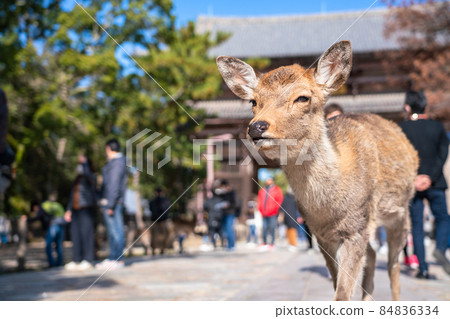 《Nara Prefecture》 The approach to Todaiji Temple, a deer in Nara Park 84836334