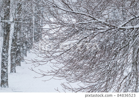 Snowing landscape, winter holiday concept - Fairytale fluffy snow-covered trees branches, nature scenery with white snow and cold weather. Snowfall in winter park. Soft focus 84836523