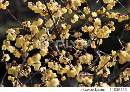 A flower of Japanese allspice facing down in the cold 84836833