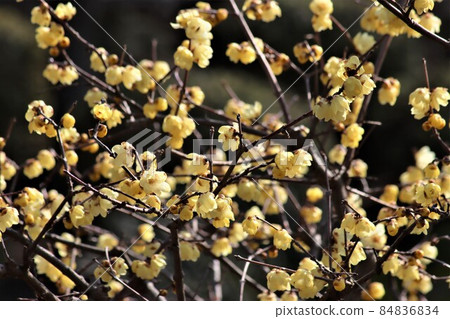 A pale cream-colored flower that blocks the cold light A pale cream-colored flower that blocks the cold light 84836834